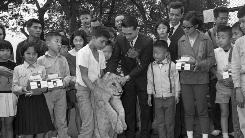 參加為圓山動物園幼獅命名入選的十五名兒童，二日獲得台北市教育局長頒給獎品，並招待他們去看一隻名叫「美麗」的小獅子。圖／聯合報系資料照（1967/4/2　王萬武攝影）
