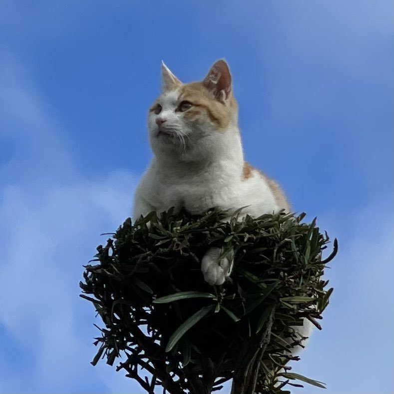 貓咪爬到樹的最高處，窩在上面就像在孵蛋。圖擷自推特@hana_160