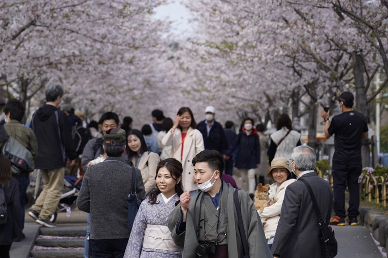 日本自4月5日起再放寬防疫措施，讓已接種至少三劑疫苗的遊客可以無需陰性證明入境。圖為日本鎌倉櫻花盛開的美景。美聯社
