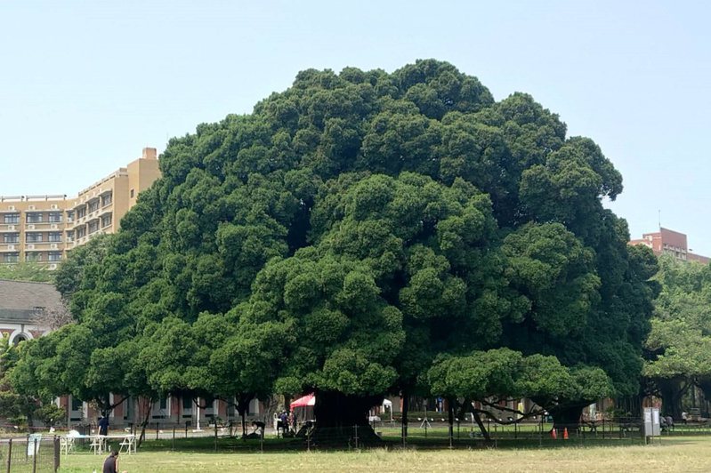 成功大學光復校區榕園內最大的老榕樹是1923年由日本裕仁皇太子所種，是榕園最早種下的榕樹，迄今已屆百年。 中央社