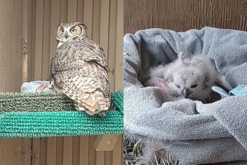 工作人員將母貓頭鷹孵的蛋換成2隻剛出生的小寶寶。圖擷自臉書/Liberty Wildlife
