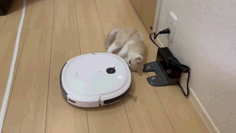 貓咪不斷肉身阻擋掃地機器人回去充電。圖擷自推特@ma_o_ji
