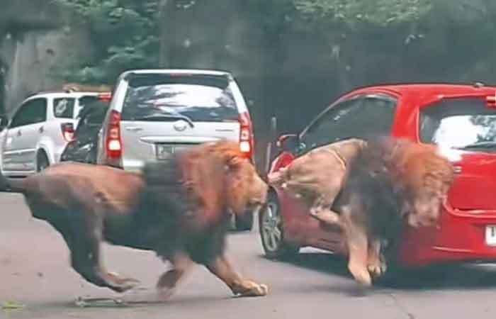 野生動物園觀光時兩隻獅子互相追逐奔跑，但牠們疑似玩太嗨沒有注意到眼前有一台紅色自小客車，跑在最前頭的獅子就這樣撞了上去，女子與丈夫坐在車內感受到相當巨大的衝擊力，整台車後尾就這樣被撞爛。 (圖/取自影片)
