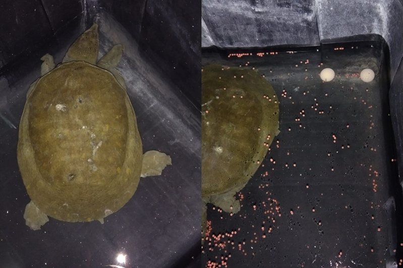 有網友意外撿到一隻下蛋的母鱉，最後決定將其放生。圖擷自爆廢公社