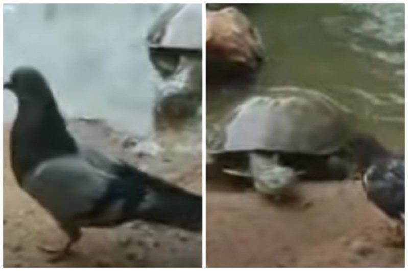 緩慢爬上岸的烏龜居然一口咬住鴿子拖入水中。圖取自臉書