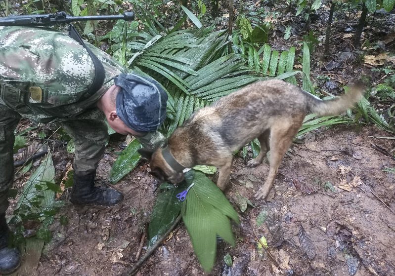 哥倫比亞本月初一架載有7人的飛機失事，經過超過2周的搜救行動及搜救犬的協助下，該國軍方終於在叢林中尋獲倖存的4名孩童。法新社