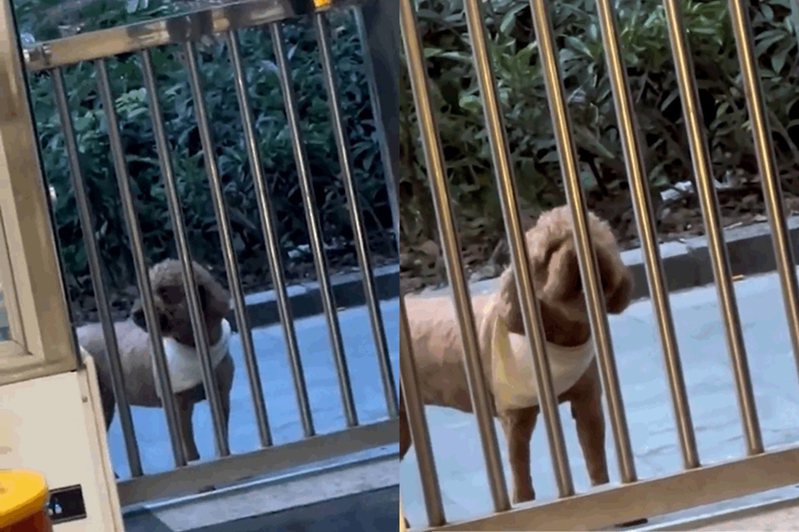 中國大陸一家寵物店老闆，每天都被同一隻貴賓狗抗議。圖擷自微博