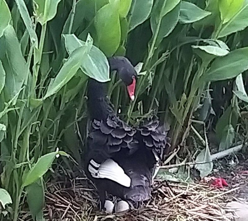 台中秋紅谷景觀公園內的兩隻黑天鵝，2月誕生5隻可愛黑天鵝寶寶，如今又產下4顆蛋，將再喜迎新生。圖／台中市政府提供