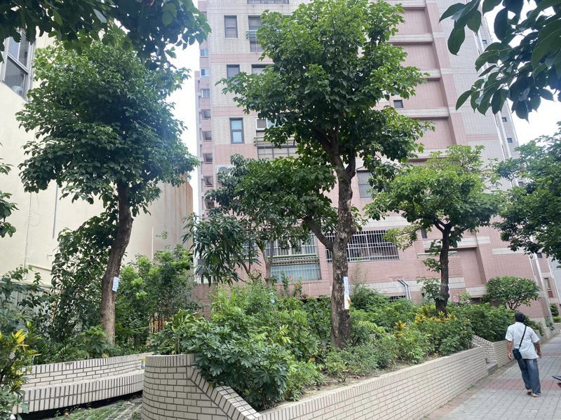 陳姓醫師在臉書貼文盼搶救東寧路、長榮路口40年樹齡的7棵茄苳樹。圖／取自臉書