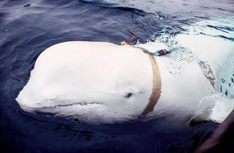 挪威北方漁村2019曾出現一隻疑似來自俄羅斯的「間諜白鯨」，當時引起網路熱議，近日牠又再度出現在瑞典海岸外。路透