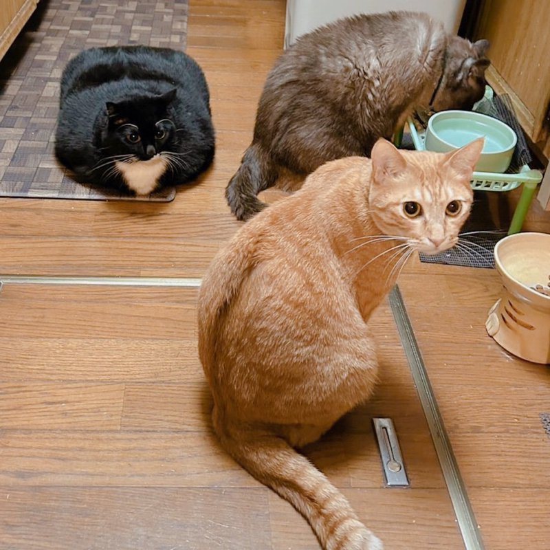 貓奴發現家裡多了一個「方形貓地墊」。圖擷自推特@TOKI_G63