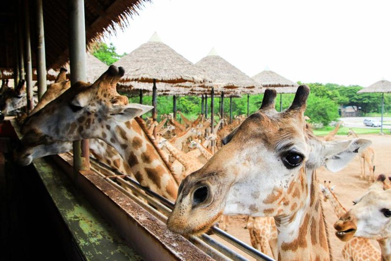 泰國曼谷則推薦「野生動物園私人旅遊 」，可搭乘專車遊覽開放式動物園，近距離與動物互動，售價1,396元起。KKday提供