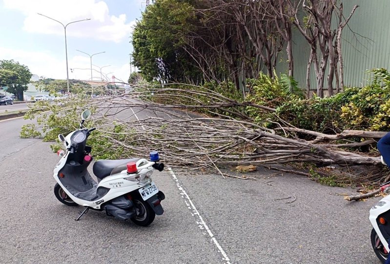 高雄市小港區北林路今天上午路樹遭強風吹垮。記者林保光／翻攝