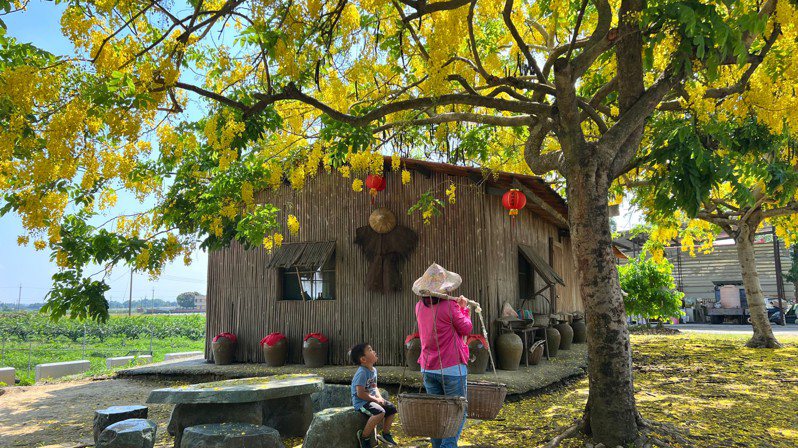 台南市白河區大山宮旁阿勃勒近日盛開，旁邊的傳統竹管屋「混搭」更添特色，遊客把玩早期農具。圖 ／民眾提供