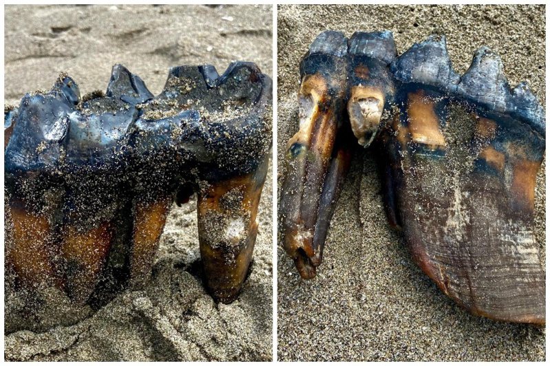 有民眾在沙灘上撿到一個貌似牙齒的殘骸，但尺寸異常巨大。圖取自IG