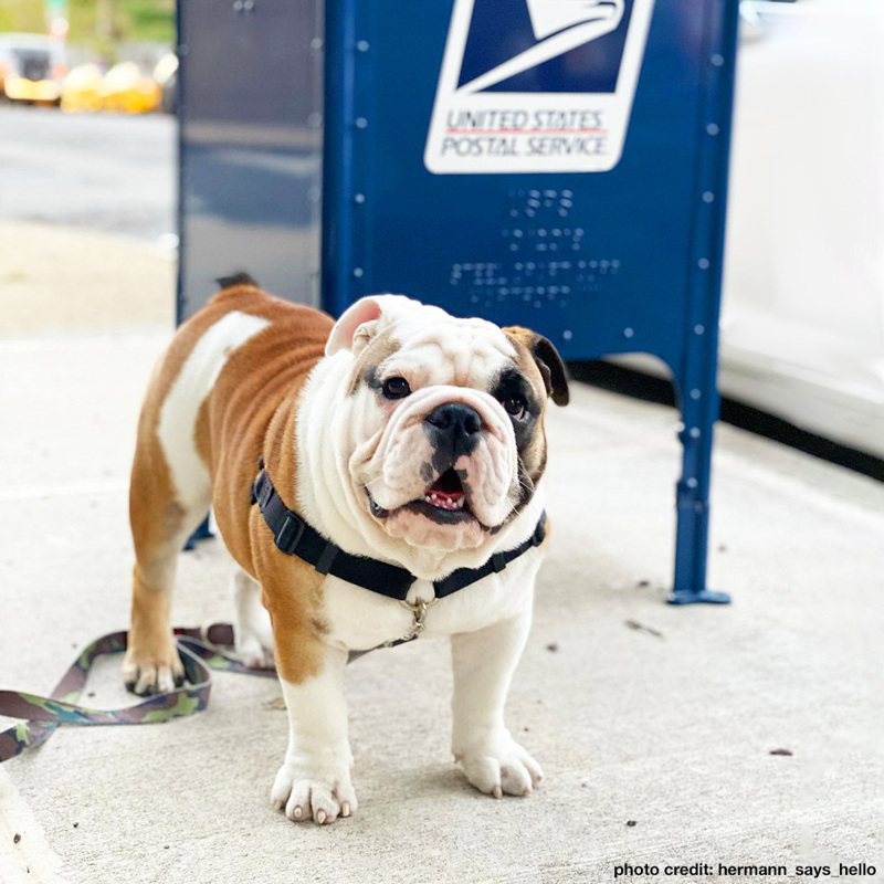 USPS建議屋主在郵差抵達前，將狗安置好，以維護郵差安全。（USPS臉書）