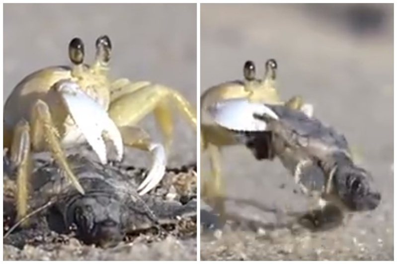 螃蟹把一隻小海龜整隻扛起來抬走準備吃掉。圖取自微博