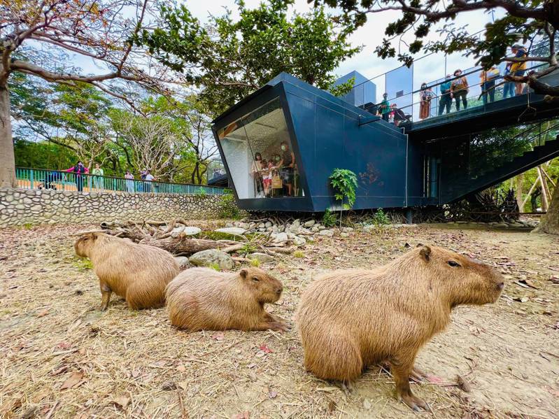 壽山動物園在去年底完成改造重新開幕，至今已累計逾60萬人次參觀。圖／高市府觀光局提供