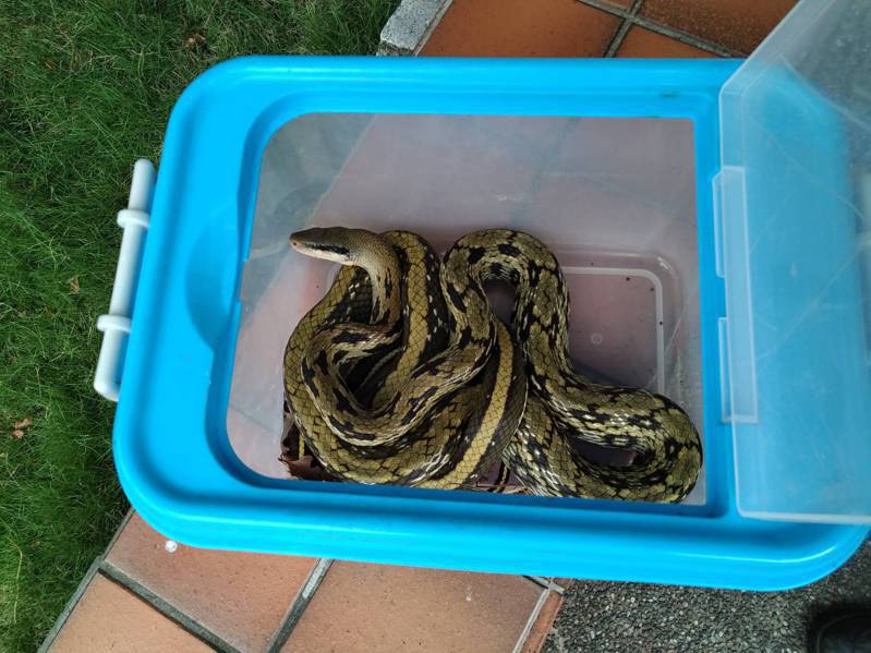 苗栗縣立圖書館外的公園草地最近發現有蛇出沒，經通報消防局由義消捕蛇人員將牠逮獲。圖／民眾提供