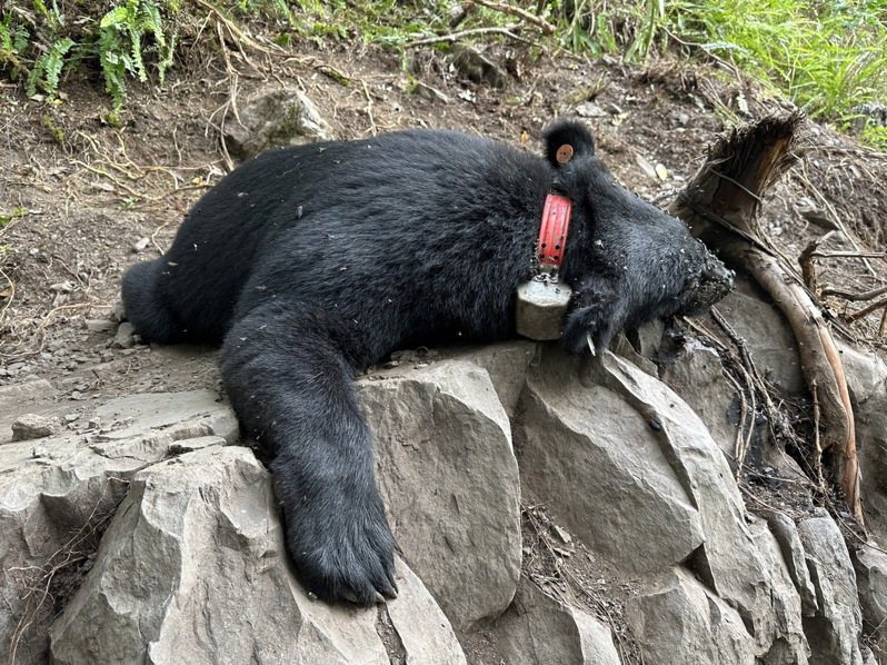 一隻繫放不到3個月的台灣黑熊，因左前肢遭陷阱套索，受困台中和平區橫流溪旁山域無法移動覓食，最後脫水死亡。圖／東勢林管處提供