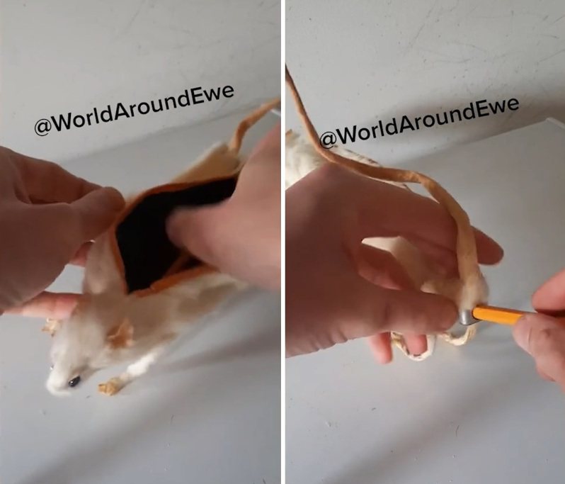 德瓦尼做的都是奇怪的標本，其中一個就把老鼠做成鉛筆盒。圖擷自紐約郵報