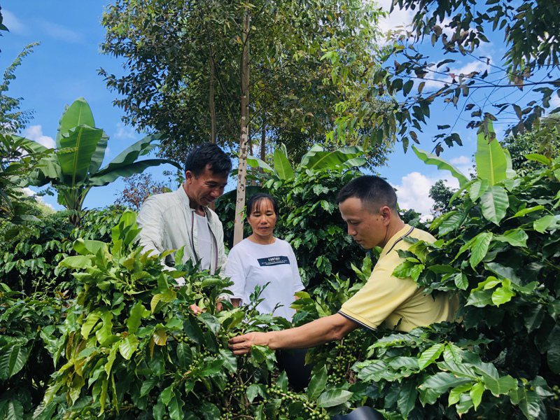 「咖啡醫生」王萬東（右）在咖啡田間作業，見證了雲南咖啡十年之變。（新華社）