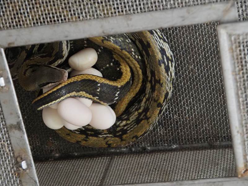 南投草屯消防分隊捕獲有「最美家蛇」之稱的保育類黑眉錦蛇，帶回安置一夜竟產下一窩蛋，消防員驚奇。圖／民眾提供