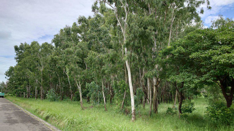 台糖公司近日規畫在嘉義縣東石鄉港墘農場砍除已生長20年的林地，轉為發展太陽能光電，引發當地民眾反彈。 中央社