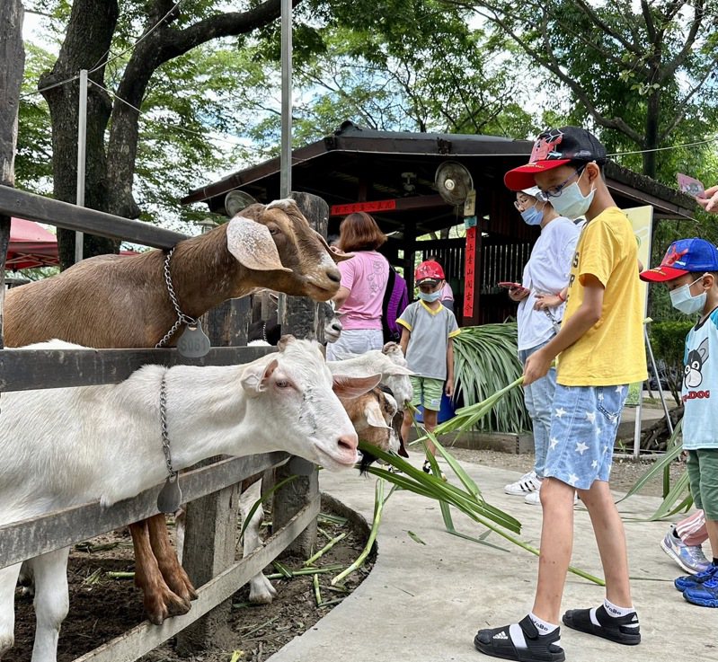 造訪牧場餵羊，孩子玩得不亦樂乎。圖／高市觀光局提供