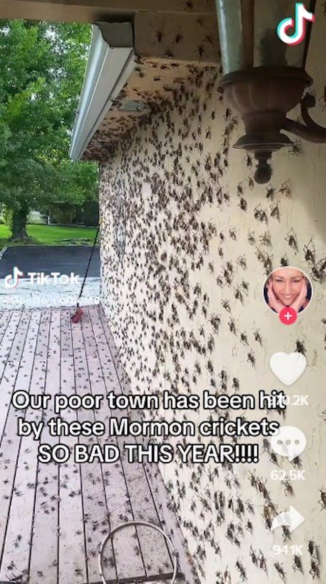 美國內華達州埃爾科（Elko）市民科萊特（Colette Reynolds）在社交平台表示，家門外聚集了成千上萬隻蟋蟀。（@auntie_coolette / TikTok影片截圖）
