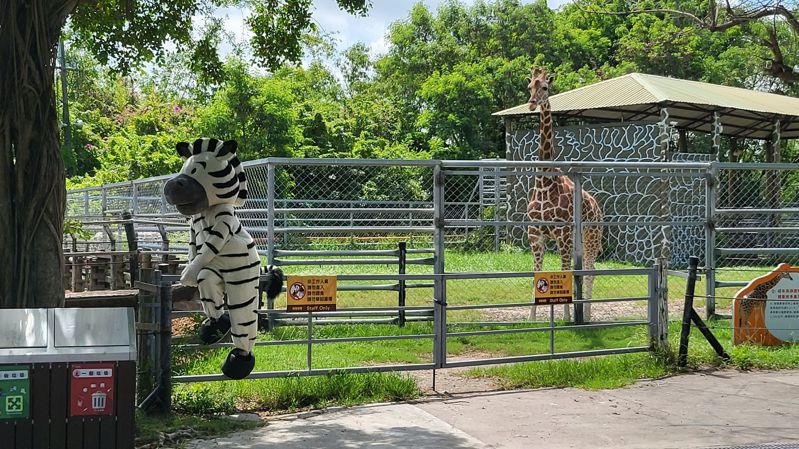 台南學甲頑皮世界野生動物園辦理動物防逃演練，工作人員身著斑馬裝假裝逃出圍欄。圖 ／業者提供