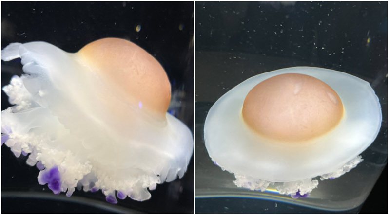 荷包蛋水母在日本爆紅。圖／翻攝ゆほ推特