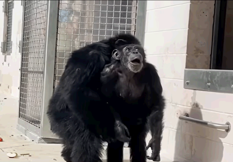 黑猩猩「香草」（Vanilla）第一次看到天空相當興奮。圖擷自Youtube/Save the Chimps