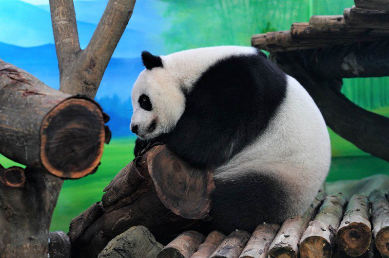 台北市立動物園表示，大貓熊「圓仔」6日滿10歲，園方將舉辦慶生活動，不過「圓仔」這段時間恰逢假孕期，大部分時間都懶洋洋的。（台北市立動物園提供） 中央社