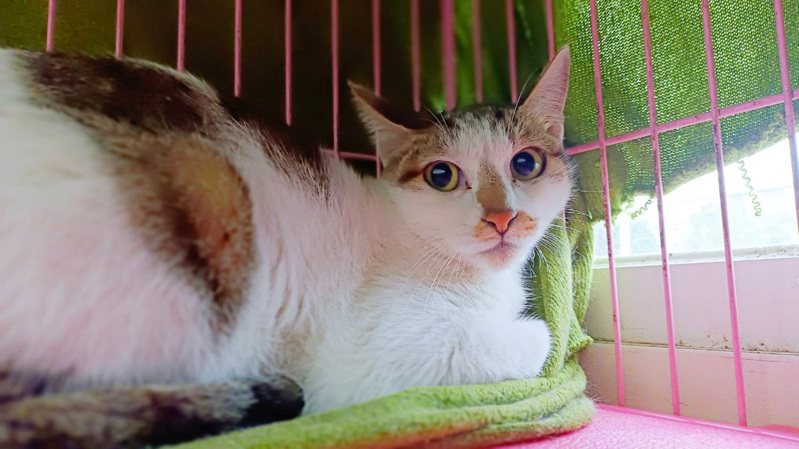 台北市動物之家的收容費用即日起漲價，將反映在照護品質與飼料成本上；照片為北市動保處收容貓咪。圖／聯合報系資料照