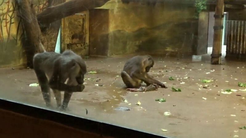 母猴不願交出早夭的小猴子，最後獨自吃掉大部分的遺體。圖擷自Live Science/Primates
