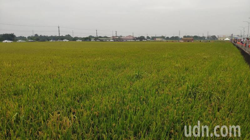 嘉南二期稻作因缺水大休耕，有青農感嘆去年已被迫打零工糊口。記者謝進盛／攝影