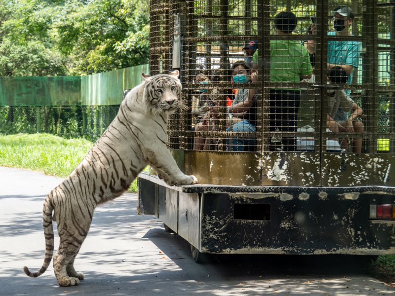 動保團體認為，除園區動物展示區，其後場、醫療情況等也需落實評鑑，圖為白老虎與其他老虎混養。圖／台灣動物保護行政監督聯盟提供