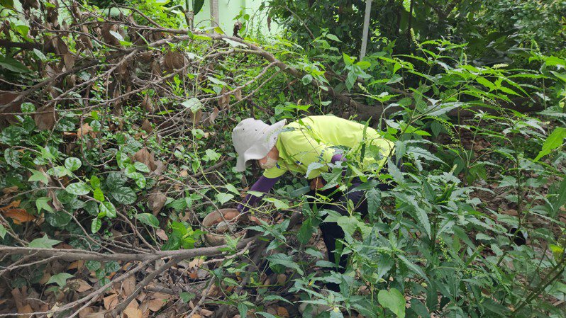 防疫人員在樹叢間，發現廢棄水桶孳生病媒蚊孑孓。圖／衛生局提供