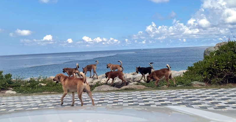 花蓮縣七星潭風景區常見流浪犬聚集，是誘捕、巡查熱區。圖／聯合報系資料照