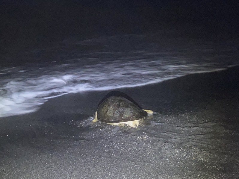 宜蘭南澳神秘沙灘首度發現一級保育類野生動物「綠蠵龜」，被拍下緩緩爬向大海的背影。圖／台灣偏鄉生態物種保護暨復育協會提供