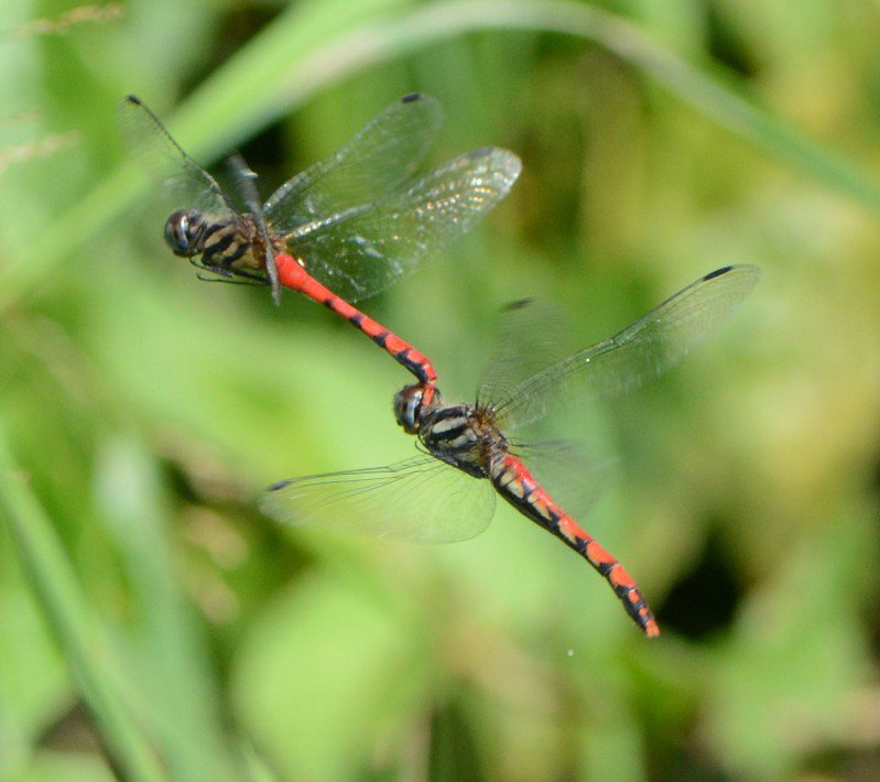 纖紅蜻蜓是數量稀少的蜻蛉目昆蟲，分布狹窄，是只分布在南投縣少數地點的台灣特有種。圖／新故鄉基金會提供