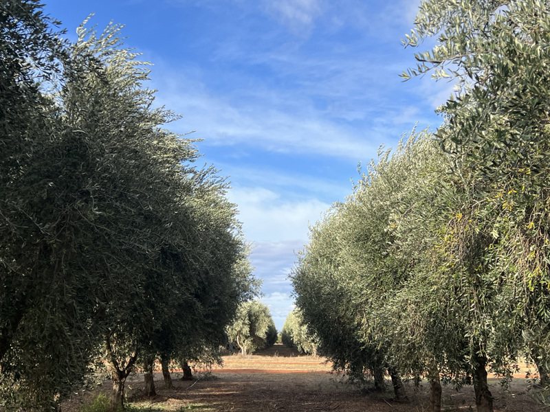 希爾斯頓橄欖莊園種植大量的橄欖樹。記者許晉榮／攝影