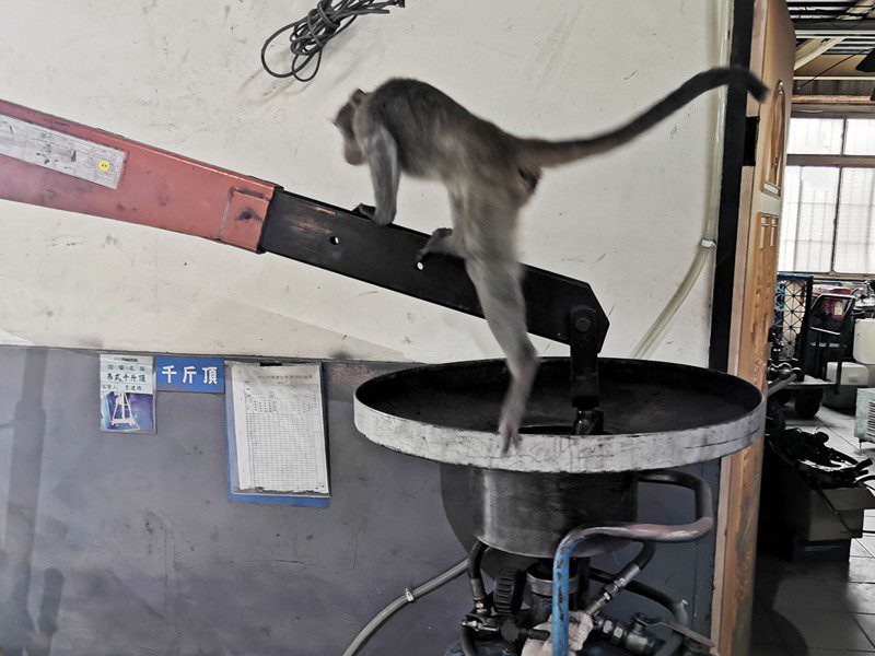 龍潭一家汽車檢驗廠跑進一隻獨臂台灣獮猴，動作靈巧，網友熱議。記者曾增勳／攝影