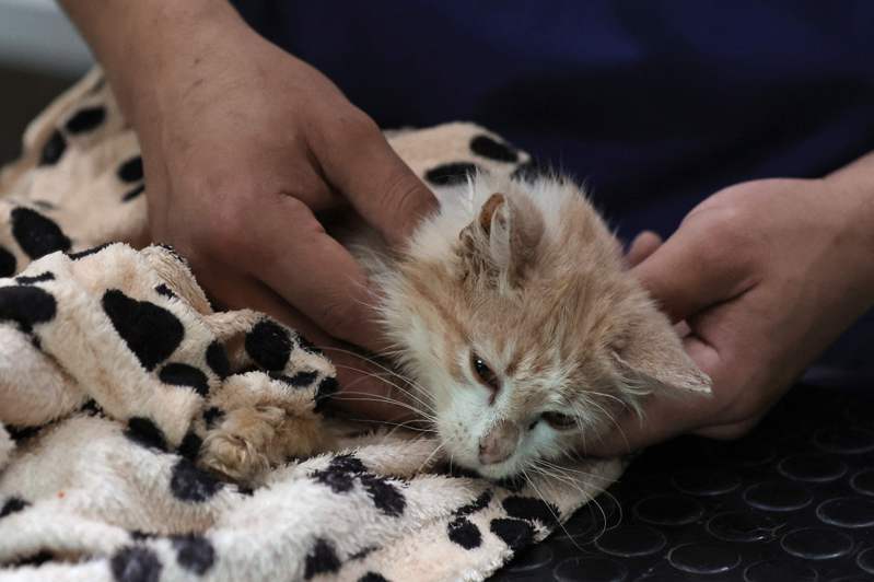 地中海國家、有「貓島」之稱的賽普勒斯近日爆發貓科冠狀病毒疫情，死亡率約為20%-30%，專家聲稱至少有數千隻貓死亡。法新社