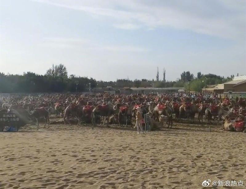 暑假期間，每日上萬遊客前往大陸敦煌月牙泉旅遊，使得駱駝體力不支集體「大罷工」。（取自微博）
