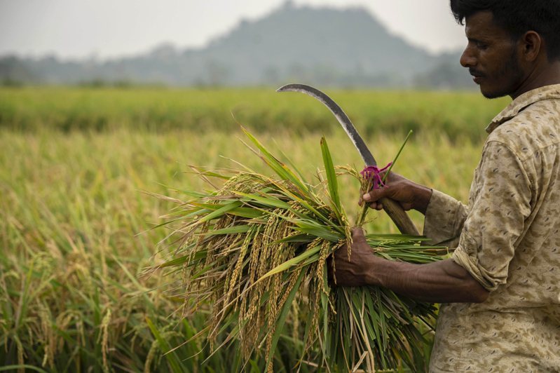 印度政府20日公布稻米出口新禁令，影響該國半數稻米輸出。美聯社