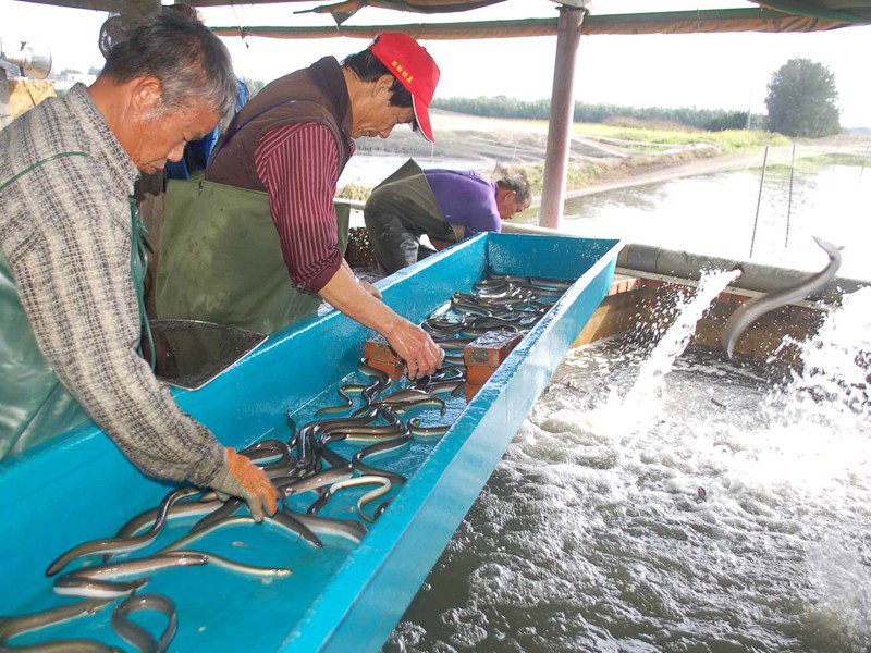 台灣鰻魚外銷日本受到大陸競爭衝擊，滯銷情況嚴重。圖／本報資料照片