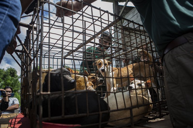 動保團體「國際人道協會」的成員，21日從印尼托莫洪一處屠宰場中將籠中狗隻運出。美聯社