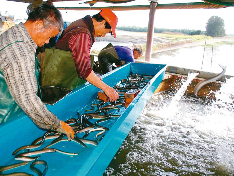 台灣鰻魚外銷日本搶不過大陸，養殖戶批評政府不聞不問，鰻魚王國恐將殞落。本報資料照片